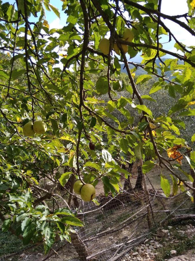 La Masseria Di Antonio E Teresina Colli a Volturno Exteriér fotografie